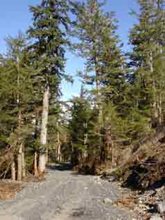 Driveway to Lot #9