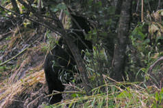 A black bear spotted along Power Creek road.
