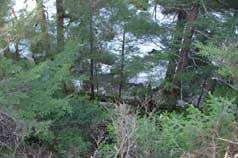 Creek behind Custom Home Lot #4
