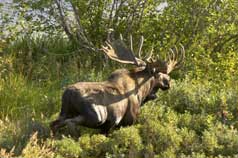 One can see Moose in the wild year round.