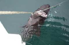 Sleeper Shark that took a small halibut