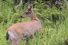 An Alaskan Sitka Blacktail deer